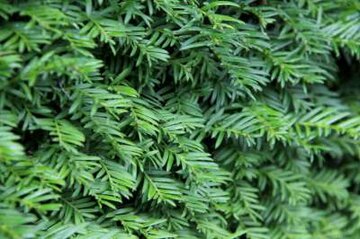 Taxus Taxus
