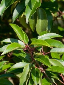 Laurier Prunus Laurier Prunus
