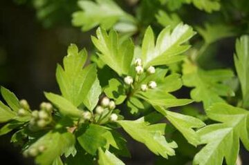 Meidoorn Crataegus Meidoorn Crataegus