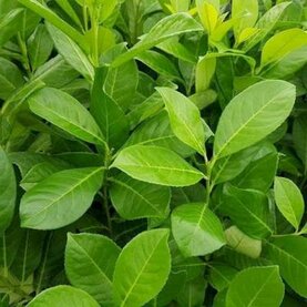 Laurier Rotundifolia