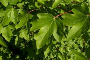 Veldesdoorn Acer Veldesdoorn Acer