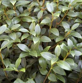 Schijnhulst Osmanthus Schijnhulst Osmanthus