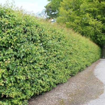 Overige Haagplanten