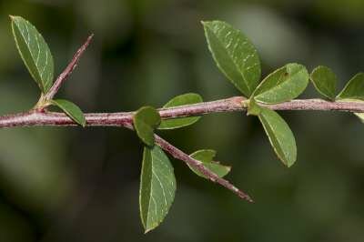 Vuurdoorn Pyracantha