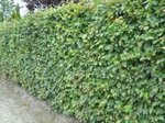 Fagus sylvatica, 40-60 pot, Gewone beuk