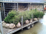 Taxus Baccata, 20-30 2L, Venijnboom