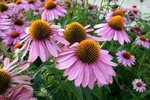 Borderpakket "Bees and Butterflies" voor 3m&sup2; - P9 (9x9cm)