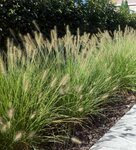 Borderpakket "Green Green Grass" voor 3m&sup2; - P9 (9x9cm)