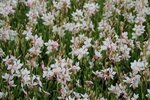 Borderpakket "Green Green Grass" voor 3m&sup2; - P9 (9x9cm)