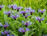 Borderpakket "Purple Rain" voor 3m&sup2; - P9 (9x9cm)