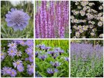 Borderpakket "Purple Rain" voor 3m&sup2; - P9 (9x9cm)