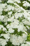 Borderpakket "Bright and White" voor 3m&sup2; - P9 (9x9cm)