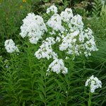 Borderpakket "Bright and White" voor 3m&sup2; - P9 (9x9cm)