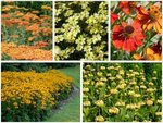 Borderpakket "Golden Hour" voor 3m&sup2; - P9 (9x9cm)