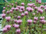Borderpakket "Pink Blush" voor 3m&sup2; - P9 (9x9cm)