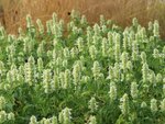 Borderpakket "Prairie Glow" voor 3m&sup2; - P9 (9x9cm)