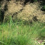 Borderpakket "Prairie Glow" voor 3m&sup2; - P9 (9x9cm)