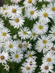 Borderpakket "Prairie Glow" voor 3m&sup2; - P9 (9x9cm)
