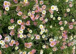 Borderpakket "Sunny Escape" voor 3m&sup2; - P9 (9x9cm)