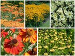 Borderpakket "Golden Hour" voor 3m&sup2; - P9 (9x9cm)