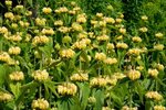 Borderpakket "Golden Hour" voor 3m&sup2; - P9 (9x9cm)