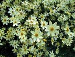Borderpakket "Golden Hour" voor 3m&sup2; - P9 (9x9cm)