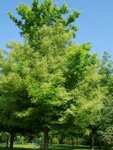 Acer neg. 'Aureomarginatum', 10/12 Blote wortel