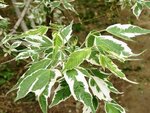 Acer neg. 'Aureomarginatum', 10/12 Blote wortel