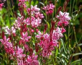 Gaura lindheimeri 'Siskyou Pink', Prachtkaars