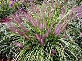 Pennisetum alopecuroides 'Red Head', Lampenpoetsersgras