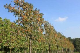 Malus 'Brouwers Beauty', 12/14 Draadkluit, Lei-vorm met scherm, Gele sierappel