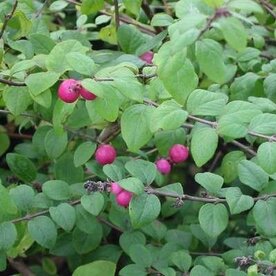 Symphoricarpos chen. 'Hancock', 20-30 cm P9, Sneeuwbes