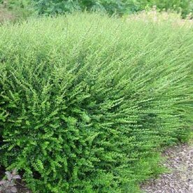 Lonicera nitida 'Elegant', 20-30 cm 1L Kamperfoelie