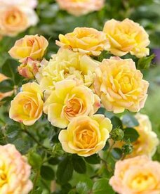 Rosa 'Yellow Fairy' 1.5L, Trosrozen
