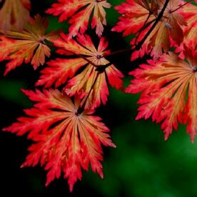 Acer japonicum 'Aconitifolium', 100-125 20L, Japanse esdoorn