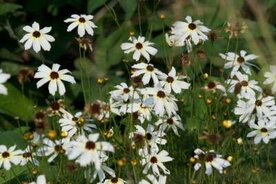 Coreopsis verticillata 'Fool's Gold', Meisjesogen