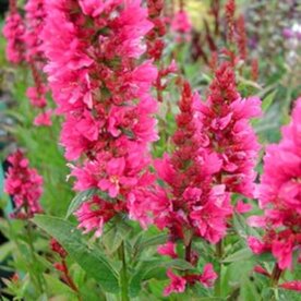 Lythrum salicaria 'Robin', Kattenstaart