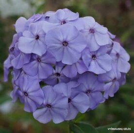Phlox paniculata 'Donau', Vlambloem