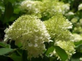 Hydrangea paniculata 'Limelight', 20-40 2L, Pluimhortensia &reg;
