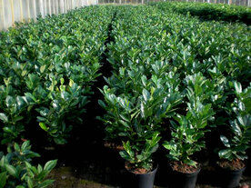 Prunus laurocerasus 'Rotundifolia', 20-40 3L, Laurierkers