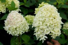 Hydrangea paniculata 'Skyfall', 20-40 3L, Pluimhortensia &reg;