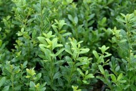 Ilex crenata 'Caroline Upright', 30-40 2L, Japanse hulst