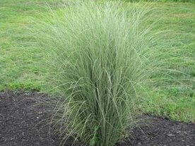 Miscanthus sinensis 'Morning Light' 10-20 P9, Prachtriet