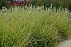 Molinia caerulea 'Moorhexe', 10-20 P9, Pijpenstrootje