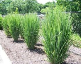 Panicum virgatum 'Northwind', 60-80 3L, Vingergras