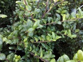 Ilex crenata 'Convexa', 100-120 kluit, Japanse hulst
