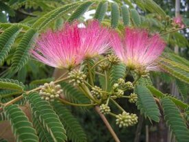 Albizia julibrissin 'Ombrella', 400/450 Kluit meerstammig, Perzische slaapboom