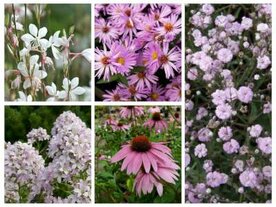 Borderpakket "Pink Blush" voor 3m&sup2; - P9 (9x9cm)