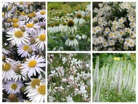 Borderpakket "Bright and White" voor 3m&sup2; - P9 (9x9cm)