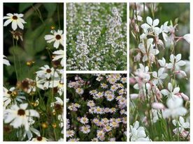 Borderpakket "Pastel Dream" voor 3m&sup2; - P9 (9x9cm)